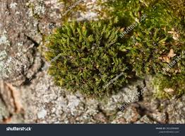 Attēlu rezultāti vaicājumam “Orthotrichum speciosum sporophyte”