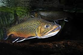 Image result for Salvelinus fontinalis