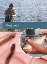 Image result for Pseudomyxus capensis