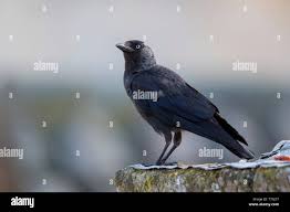 Attēlu rezultāti vaicājumam “Corvus monedula adult”