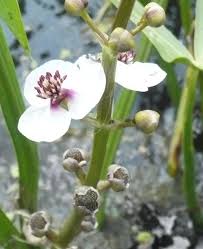 Attēlu rezultāti vaicājumam “Sagittaria sagittifolia”