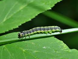 Attēlu rezultāti vaicājumam “Boudinotiana notha”