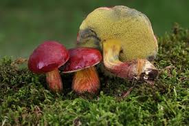 Attēlu rezultāti vaicājumam “Xerocomus rubellus”