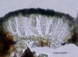 Attēlu rezultāti vaicājumam “Phlyctis agelaea”
