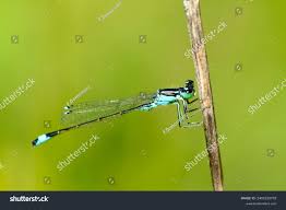 Attēlu rezultāti vaicājumam “Coenagrion armatum”