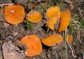 Attēlu rezultāti vaicājumam “Aleuria aurantia”