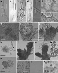 Attēlu rezultāti vaicājumam “Cephalozia bicuspidata sporophyte”
