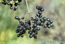 Attēlu rezultāti vaicājumam “Phellodendron amurense fruit”