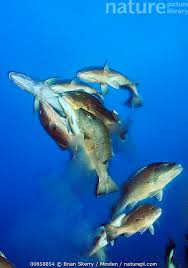 Image result for Lutjanus cyanopterus