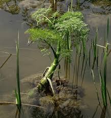 Attēlu rezultāti vaicājumam “Oenanthe aquatica”