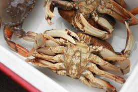 Image result for Metacarcinus magister