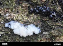 Attēlu rezultāti vaicājumam “Exidia thuretiana”