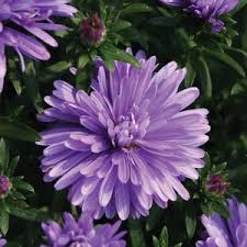 Image result for Aster novi-belgii
