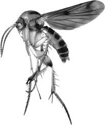 Attēlu rezultāti vaicājumam “Mycetophilidae”