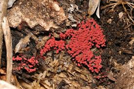 Attēlu rezultāti vaicājumam “Arcyria denudata macro”