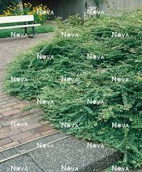 Attēlu rezultāti vaicājumam “Symphoricarpos x chenaultii”