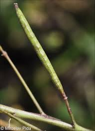 Attēlu rezultāti vaicājumam “Diplotaxis muralis fruit”