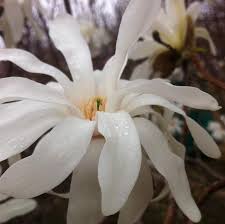 Attēlu rezultāti vaicājumam “Magnolia x loebneri flower”