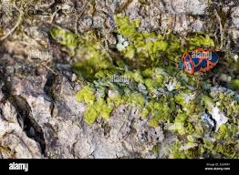 Attēlu rezultāti vaicājumam “Eurydema dominulus imago”