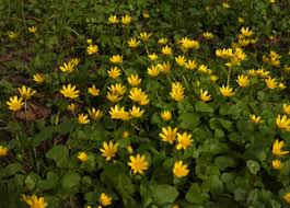Attēlu rezultāti vaicājumam “Oenothera rubricauli leaf”
