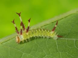 Attēlu rezultāti vaicājumam “Aglia tau”