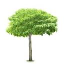 Tree 1264 - Trees - Landscape scenery
