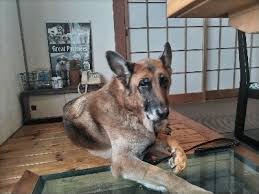 「アレックス・シェパード」の画像検索結果