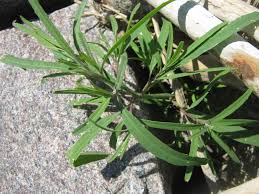 Attēlu rezultāti vaicājumam “Atriplex littoralis leaf”