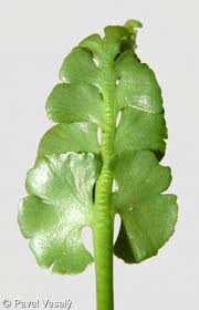 Attēlu rezultāti vaicājumam “Botrychium lunaria”