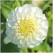 Image result for Dahlia `Snowflake`