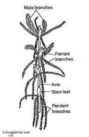Attēlu rezultāti vaicājumam “Sphagnum sporophyte”