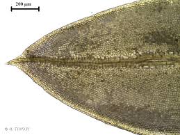 Attēlu rezultāti vaicājumam “Tortula subulata”