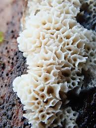 Attēlu rezultāti vaicājumam “Ceriporiopsis aneirina”