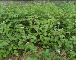 Image result for Ageratum conyzoides