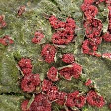 Attēlu rezultāti vaicājumam “Nectria sp., Neonectria sp.”