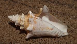 Image result for Aliger gigas