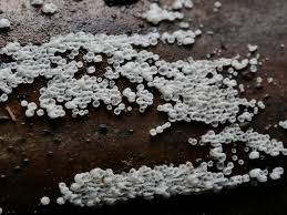 Attēlu rezultāti vaicājumam “Henningsomyces candidus”