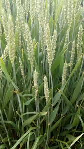 Attēlu rezultāti vaicājumam “Triticum aestivum”