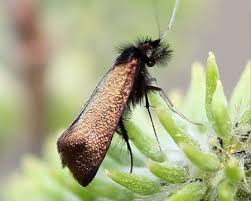 Attēlu rezultāti vaicājumam “Adela cuprella”