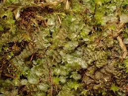 Attēlu rezultāti vaicājumam “Calypogeia azurea”