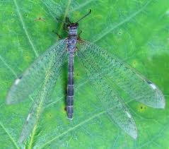Attēlu rezultāti vaicājumam “Myrmeleontidae imago”