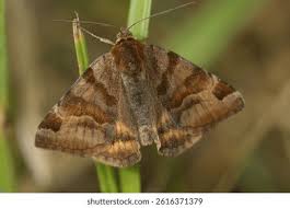 Attēlu rezultāti vaicājumam “Laothoe populi imago”