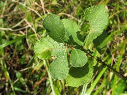 Attēlu rezultāti vaicājumam “Salix aurita”