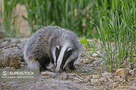 Attēlu rezultāti vaicājumam “Meles meles”