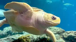 Image result for Caretta caretta