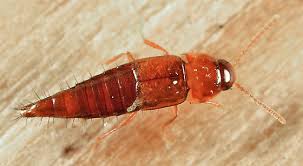 Attēlu rezultāti vaicājumam “Tachyporus sp.”