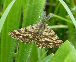 Attēlu rezultāti vaicājumam “Ematurga atomaria male”