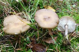 Image result for Melanoleuca rasilis var. pseudoluscina