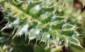 Attēlu rezultāti vaicājumam “Cirsium acaule”