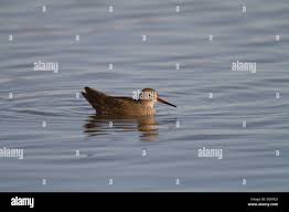Attēlu rezultāti vaicājumam “Tringa totanus adult”
